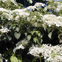 Hortensia grimpant / Hydrangea petiolaris